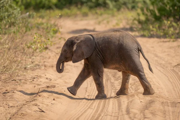 Młody Afrykański Krzak Słoń Przecina Ścieżkę Brudu — Zdjęcie stockowe