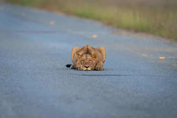 Young Male Lion Lies Flat Road — Stock Photo, Image