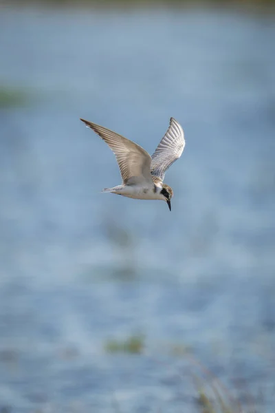 Whiskered Tern Vuela Sobre Agua Mirando Hacia Abajo — Foto de Stock