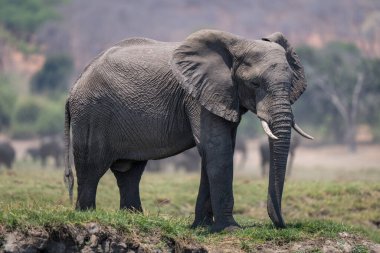 Afrika çalı fili çimenli nehir kıyısında duruyor