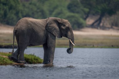 Afrika çalı fili sakin nehrin yanında duruyor