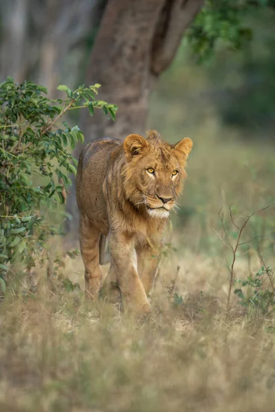 年轻的雄狮走过茂密的灌木丛 — 图库照片