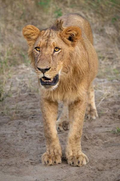 Junge Löwenmännchen Steht Mit Offenem Maul — Stockfoto