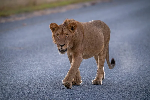 Junger Männlicher Löwe Läuft Auf Asphaltierter Straße — Stockfoto