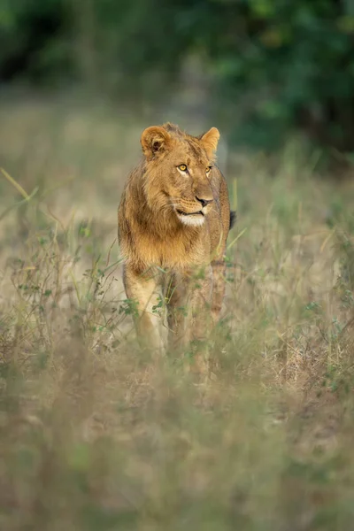 年轻的雄狮站在灌木丛边凝视着 — 图库照片
