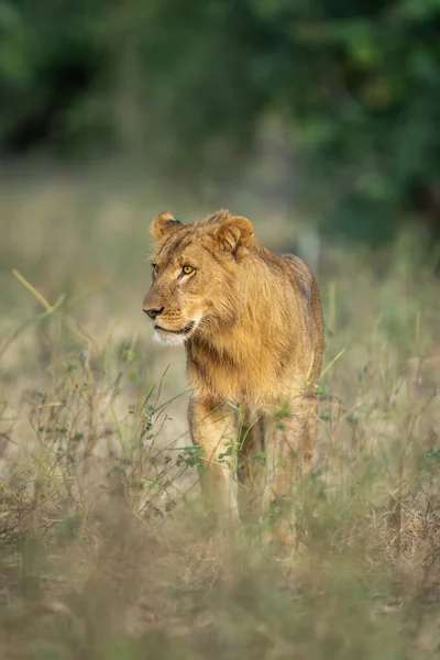 Νεαρό Αρσενικό Λιοντάρι Στέκεται Κοιτάζοντας Κοντά Στα Δέντρα — Φωτογραφία Αρχείου