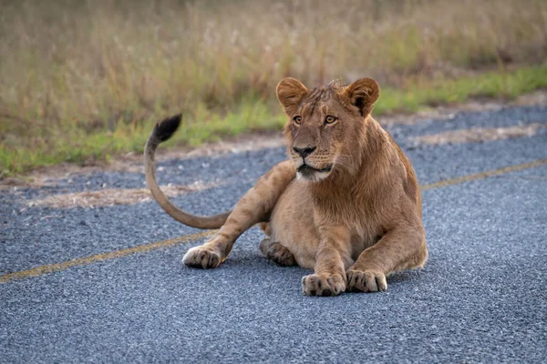Junge Löwenmännchen Legen Sich Auf Straße — Stockfoto