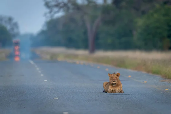 Young Male Lion Lies Staring Road — Stock Photo, Image