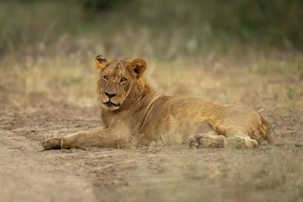 Junge Löwenmännchen Liegt Starrend Neben Straße — Stockfoto