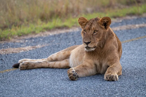 Junge Löwenmännchen Liegt Auf Asphaltierter Straße — Stockfoto