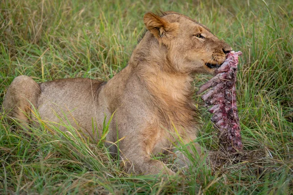 若い雄ライオンは動物ケースを持っている嘘 — ストック写真