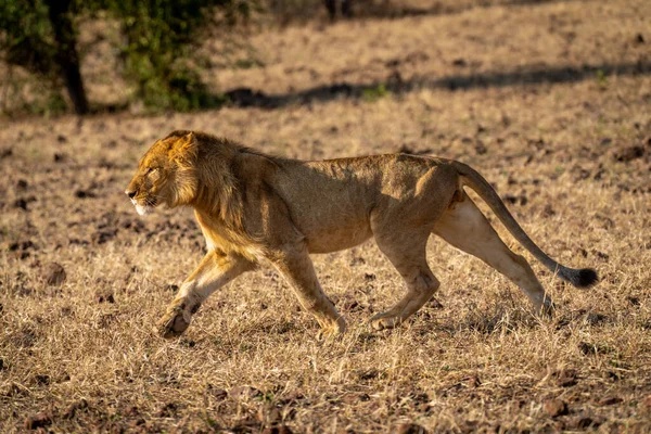 Young male lion runs downhill on grass