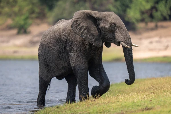 African bush elephant walks onto grassy riverbank