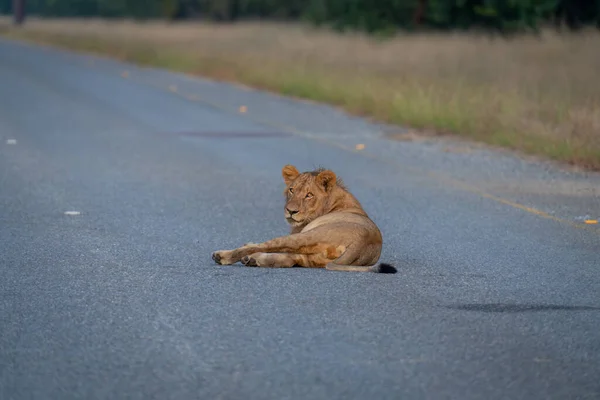 Young Male Lion Lies Looking Shoulder — Stock Photo, Image