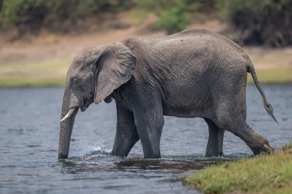 African bush elephant walks into shallow river