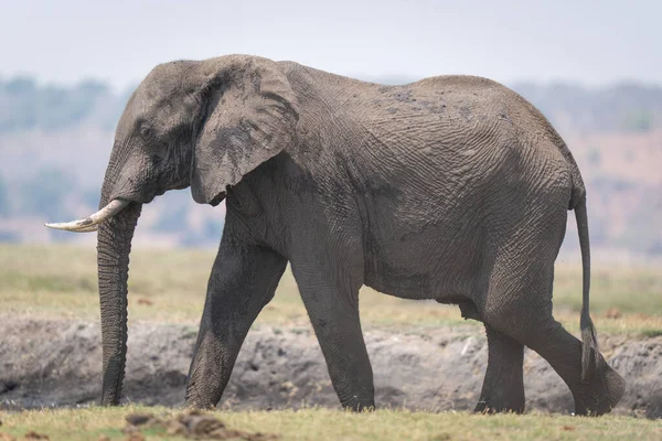 African bush elephant walks down grassy riverbank