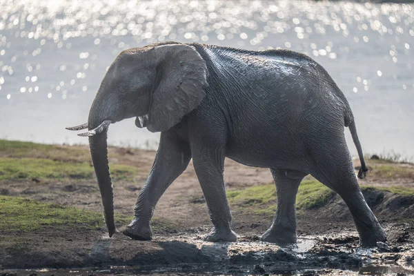 African bush elephant walks along muddy riverbank
