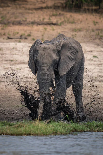 Африканский Слон Стоит Плескаясь Грязи — стоковое фото