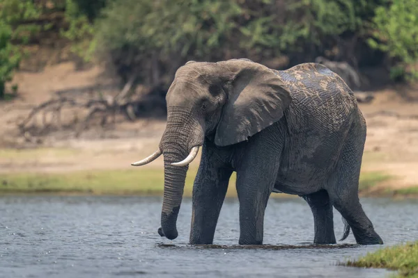 Afrikanischer Buschelefant Watet Durch Flachen Fluss — Stockfoto