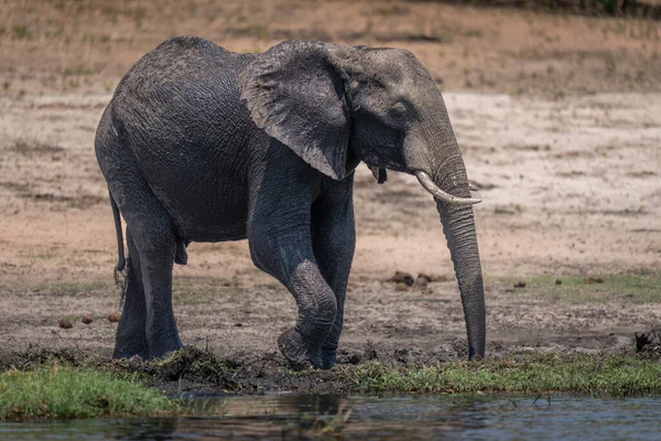 Elefante Arbusto Africano Fica Margem Rio Lamacento — Fotografia de Stock