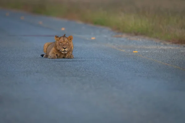 Young Male Lion Lies Staring Tarmac — Stock Photo, Image