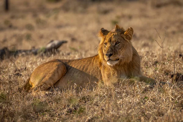 Νεαρό Αρσενικό Λιοντάρι Ξαπλώνει Στο Γρασίδι Γυρνώντας — Φωτογραφία Αρχείου