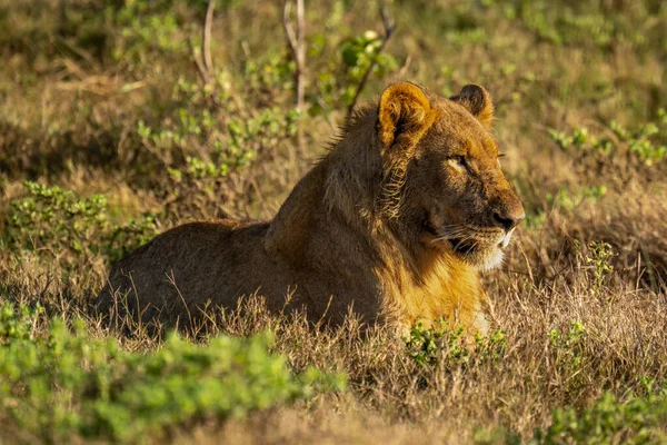 年轻的雄狮躺在阳光普照的草地上 — 图库照片