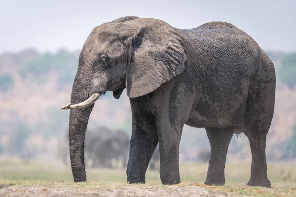 Afrikanischer Buschelefant Steht Auf Grasebene — Stockfoto