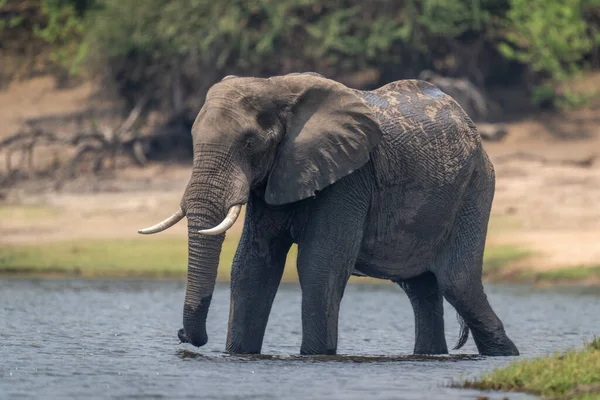Elefante Arbusto Africano Encuentra Río Poco Profundo —  Fotos de Stock