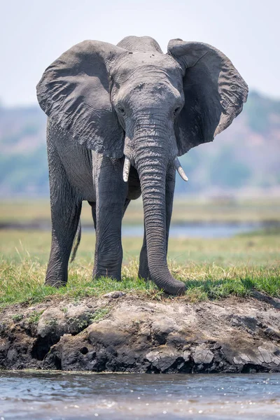 Elefante Arbusto Africano Encuentra Orilla Del Río Herboso — Foto de Stock