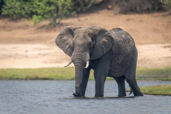 Африканский Слон Стоит Мелководье — стоковое фото