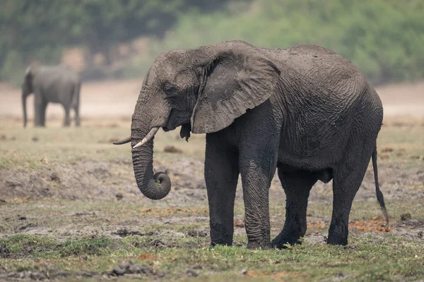 Африканский Слон Стоит Пастбище Рядом Другим — стоковое фото