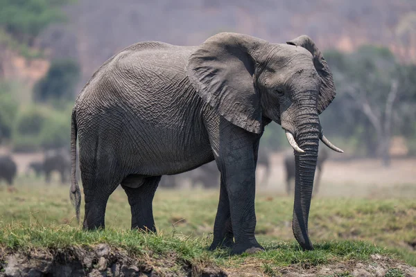 Słoń Afrykański Stojący Trawiastym Brzegu Rzeki — Zdjęcie stockowe