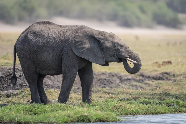 Elefante Arbusto Africano Encuentra Junto Río Beber — Foto de Stock