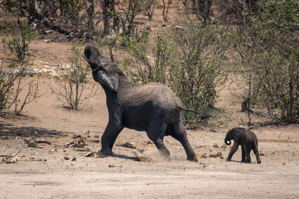 Africano Elefante Arbusto Lunges Frente Guardando Bezerro — Fotografia de Stock