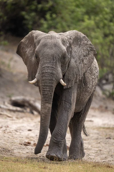 Afrykański Krzak Słoń Podnosi Stopę Zbliża Się Kamery — Zdjęcie stockowe