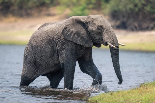 Afrikanischer Buschelefant Plätschert Aus Fluss — Stockfoto
