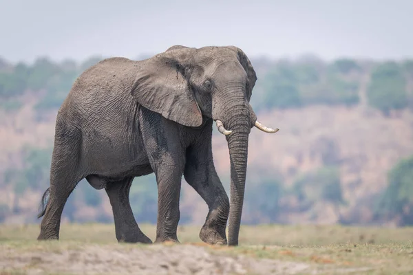 Африканский Слон Пересекает Равнину Лучах Солнца — стоковое фото