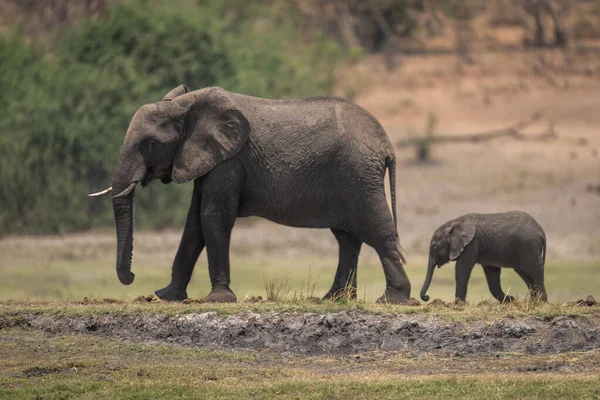 Αφρικανικός Θάμνος Ελέφαντας Διασχίζει Γρασίδι Μοσχάρι — Φωτογραφία Αρχείου