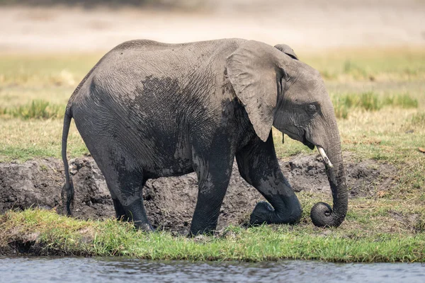 非洲丛林象跪在长满青草的河岸上 — 图库照片