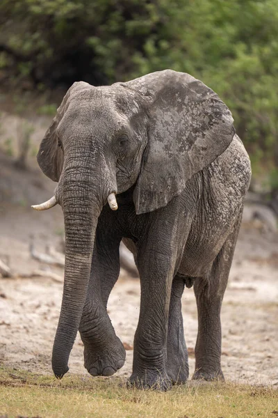 Africano Arbusto Elefante Levanta Aproximando Câmera — Fotografia de Stock
