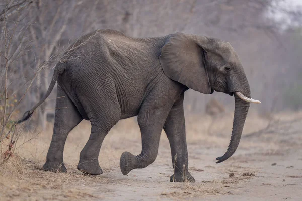 Afrikai Bokor Elefánt Keresztezi Pályán Erdőben — Stock Fotó