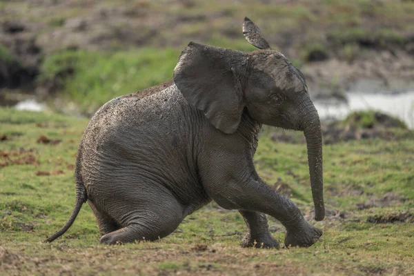 African Bush Elephant Calf Sits Riverbank — Stock Photo, Image