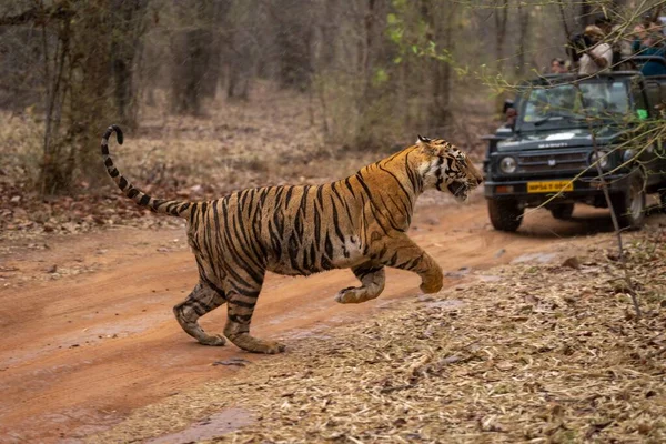 Бенгальський Тигр Біжить Стежці Поблизу Джипу — стокове фото
