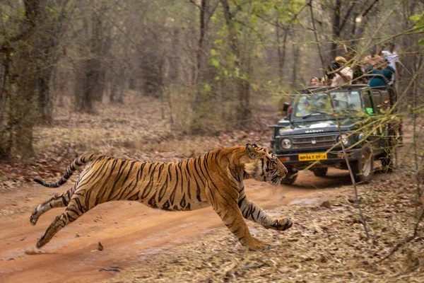 Bengala Tigre Sprints Passado Jipe Pista — Fotografia de Stock