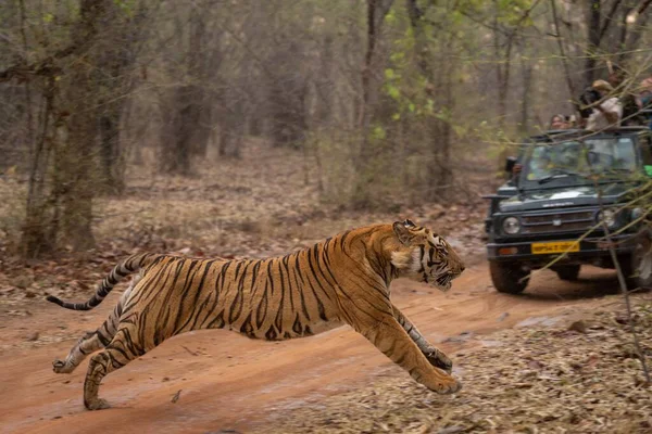 Bengala Tigre Sprint Através Pista Perto Jipe — Fotografia de Stock