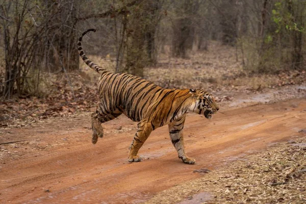 Tigre Bengale Traverse Piste Dans Les Bois — Photo