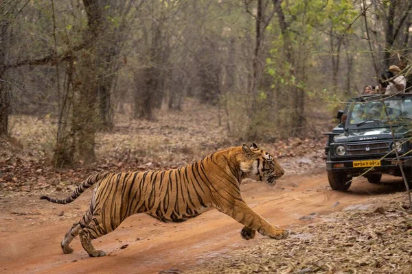 Bengala Tigre Sprints Através Pista Perto Jipe — Fotografia de Stock