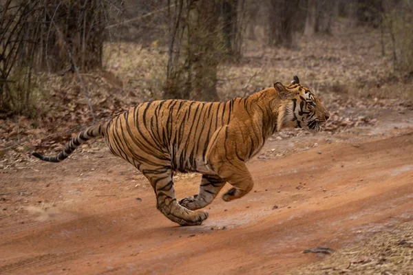 Бенгальський Тигр Біжить Через Ліс — стокове фото