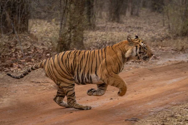 Tigre Bengala Corre Través Pista Bosque —  Fotos de Stock